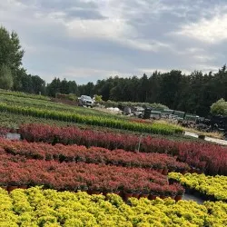 havupuiden, lehtipuiden ja monivuotisten kasvien taimitarha